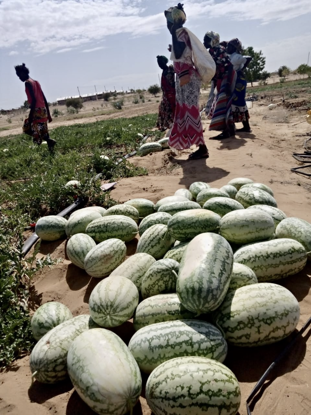 kenya outreach hope farm watermelon